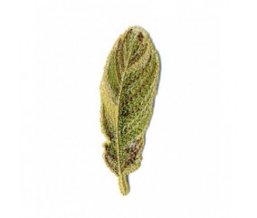 Ecusson Thermocollant Plume doré 7 X 2 cm - Mediac vert sperenza
