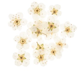 Matériau de Remplissage de Fleurs Séchées pour Résine - Créez des Bijoux Naturels - Rico Design
