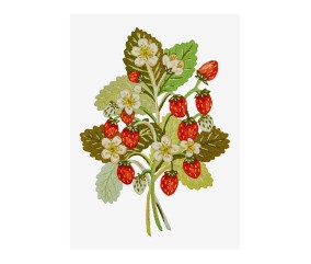 Patron de broderie Fraisier DMC - modèle à télécharger