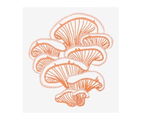 Patron de broderie Pleurote...
