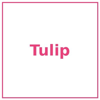 Tulip